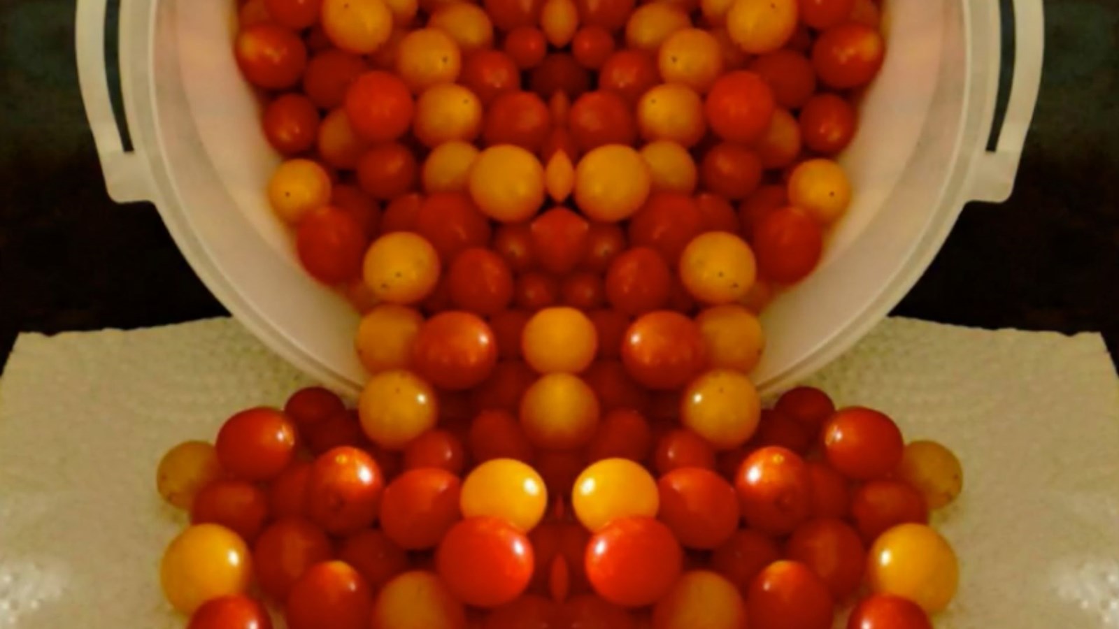 Galerie 2 : des potagers photogéniques!