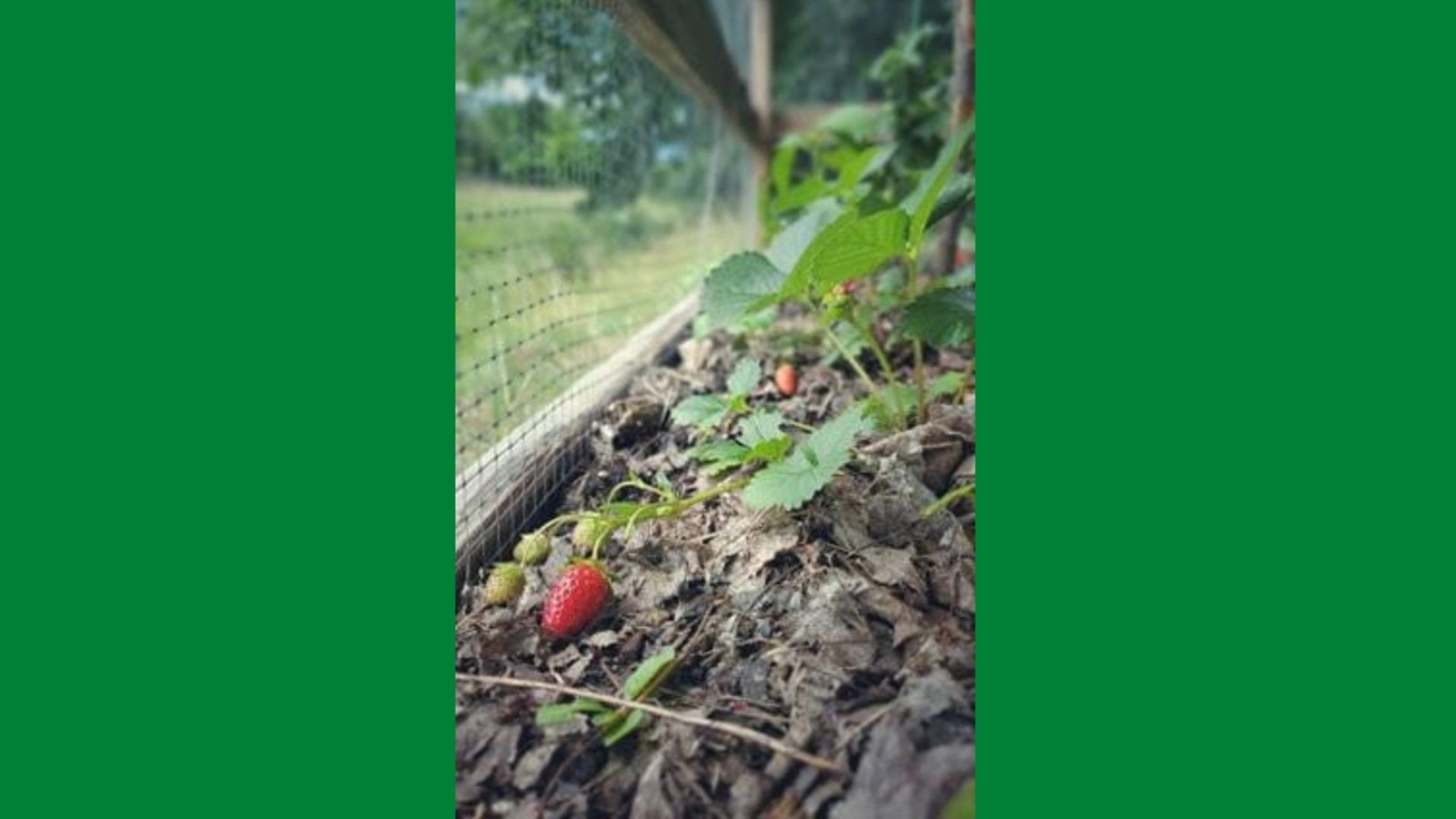 Galerie 2 : des potagers photogéniques!