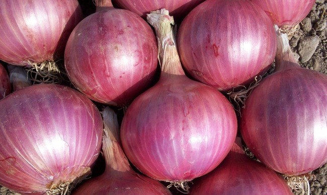 Rappel d'oignons rouges, d'oignons jaunes, d'oignons blancs et d'oignons jaunes sucrés importés depuis les États-Unis