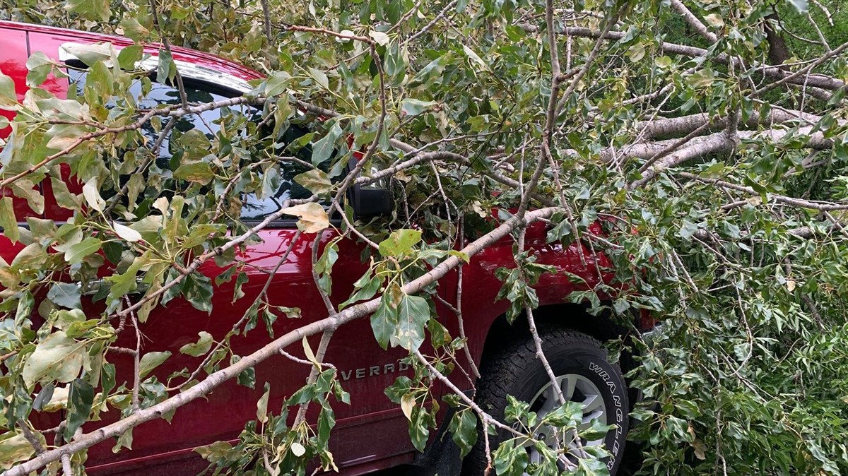 Les vents d'Isaias font tomber un arbre sur son camion