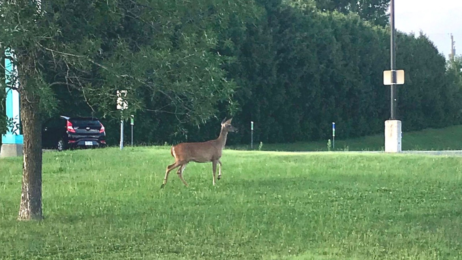 Bambi en cavale devant le CLSC de Saint-Georges