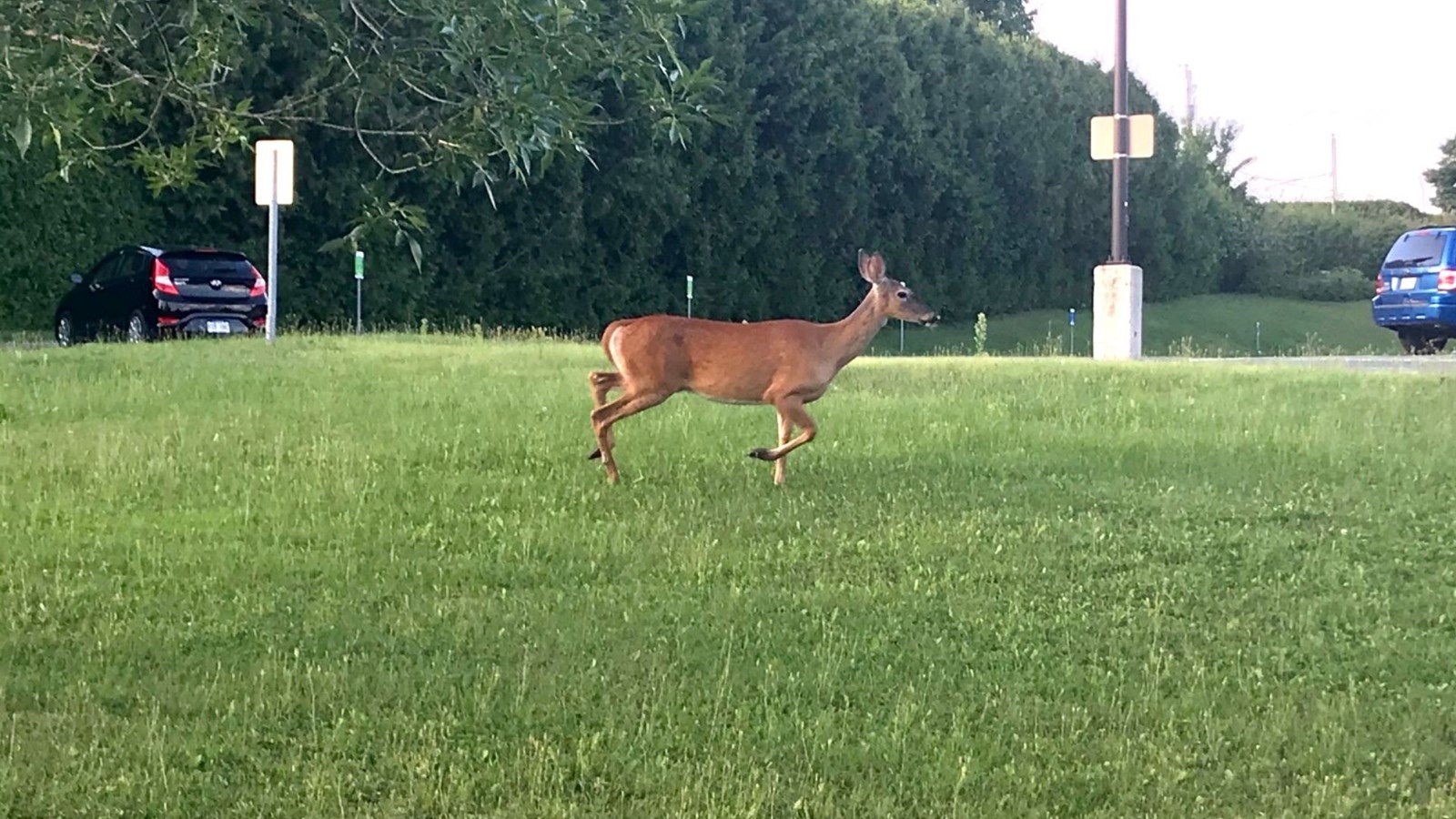 Bambi en cavale devant le CLSC de Saint-Georges