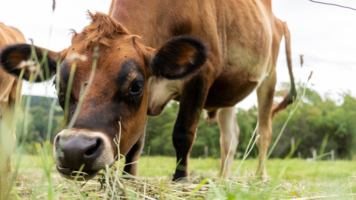 Reprise du comité consultatif agricole de Nouvelle-Beauce
