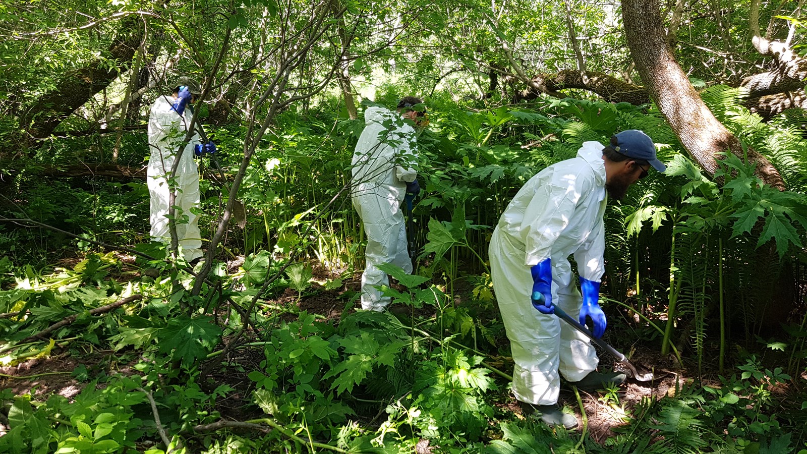 Berce du Caucase : 100 000 plants arrachés en Chaudière-Appalaches