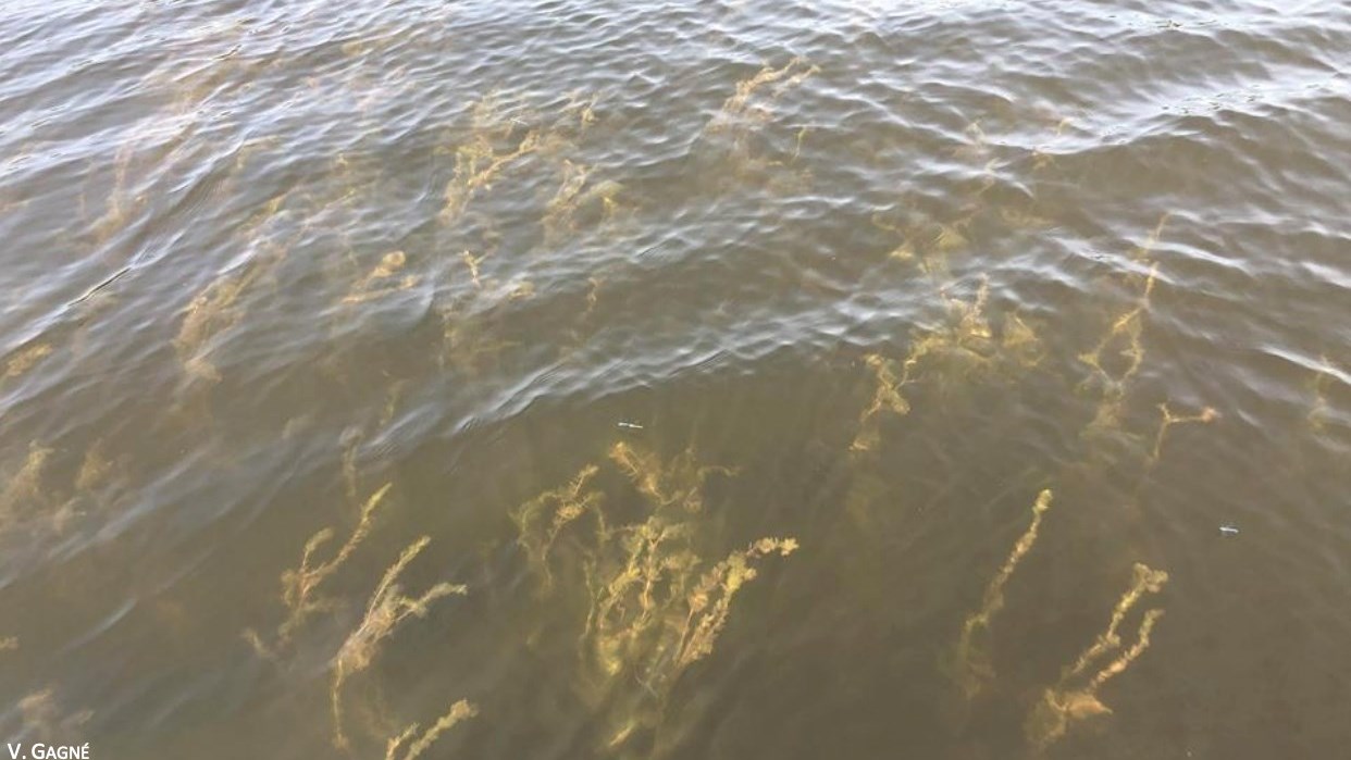 Le lac des Abénaquis à Sainte-Aurélie sera dans La semaine verte, ce soir à 17 h