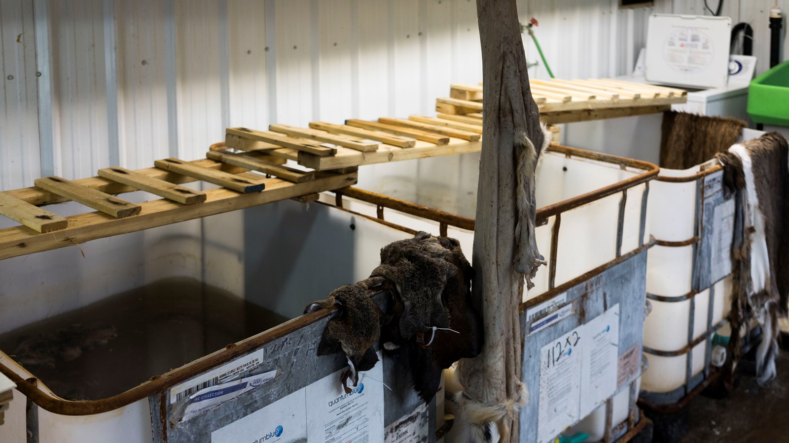 Rencontre avec le taxidermiste Éric Bories