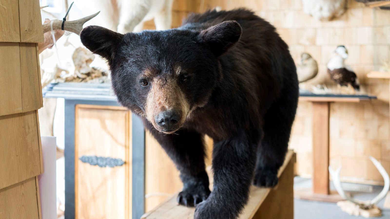 Rencontre avec le taxidermiste Éric Bories