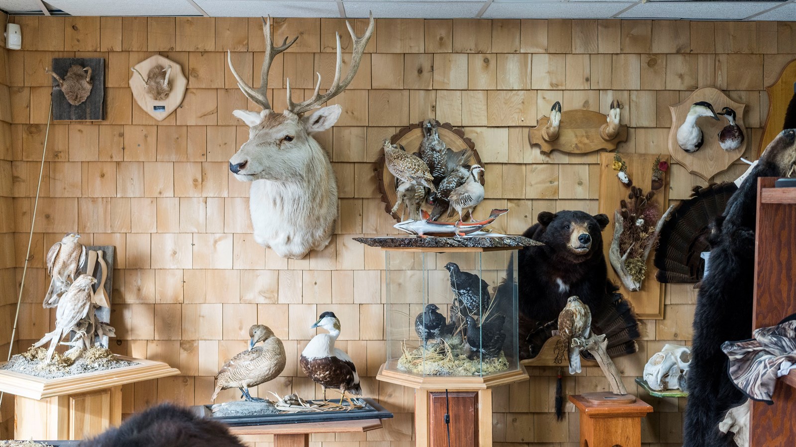 Rencontre avec le taxidermiste Éric Bories