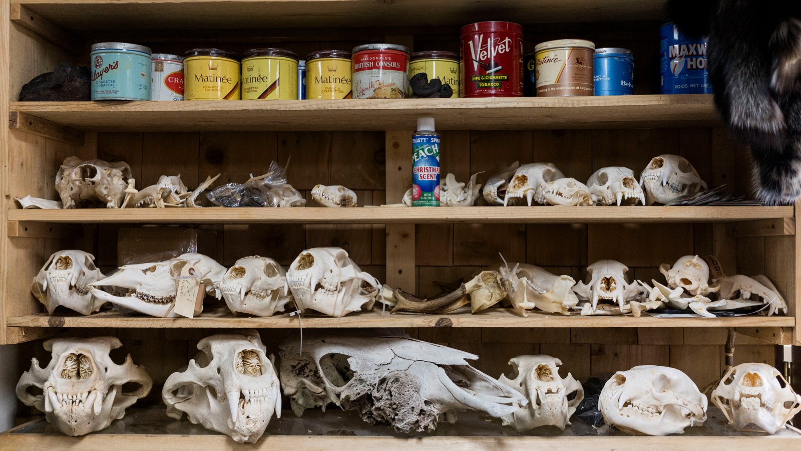 Rencontre avec le taxidermiste Éric Bories