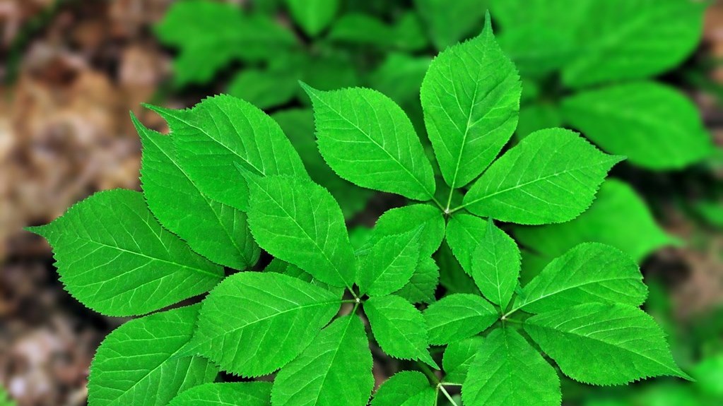 Ginseng à cinq folioles