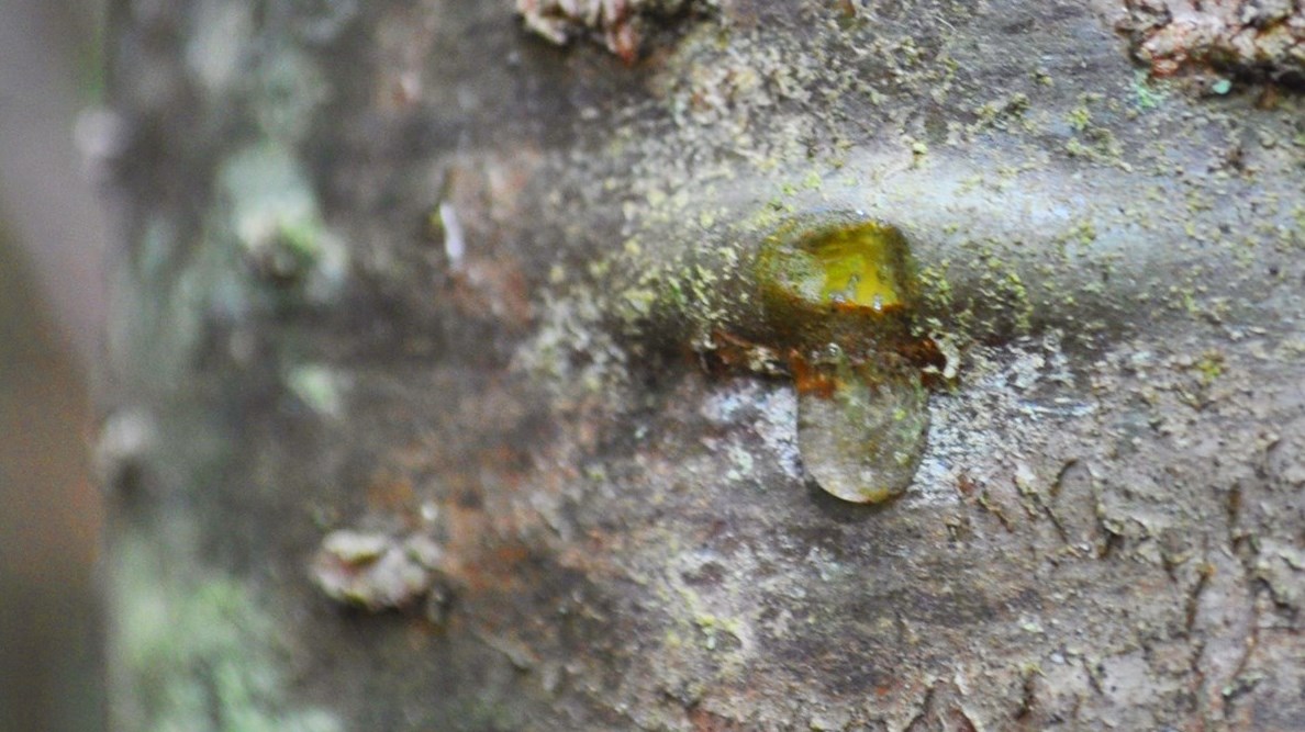 Gomme de sapin