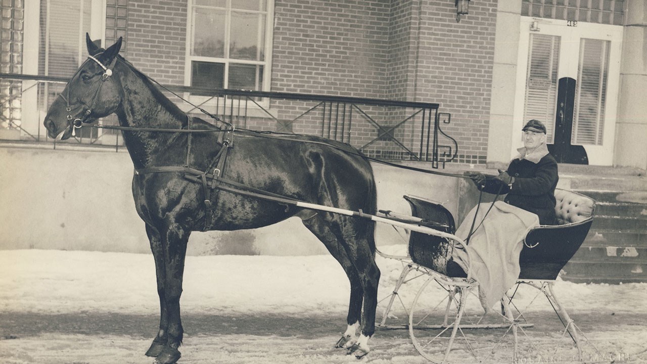 Omniprésence du cheval en Beauce il y a 100 ans