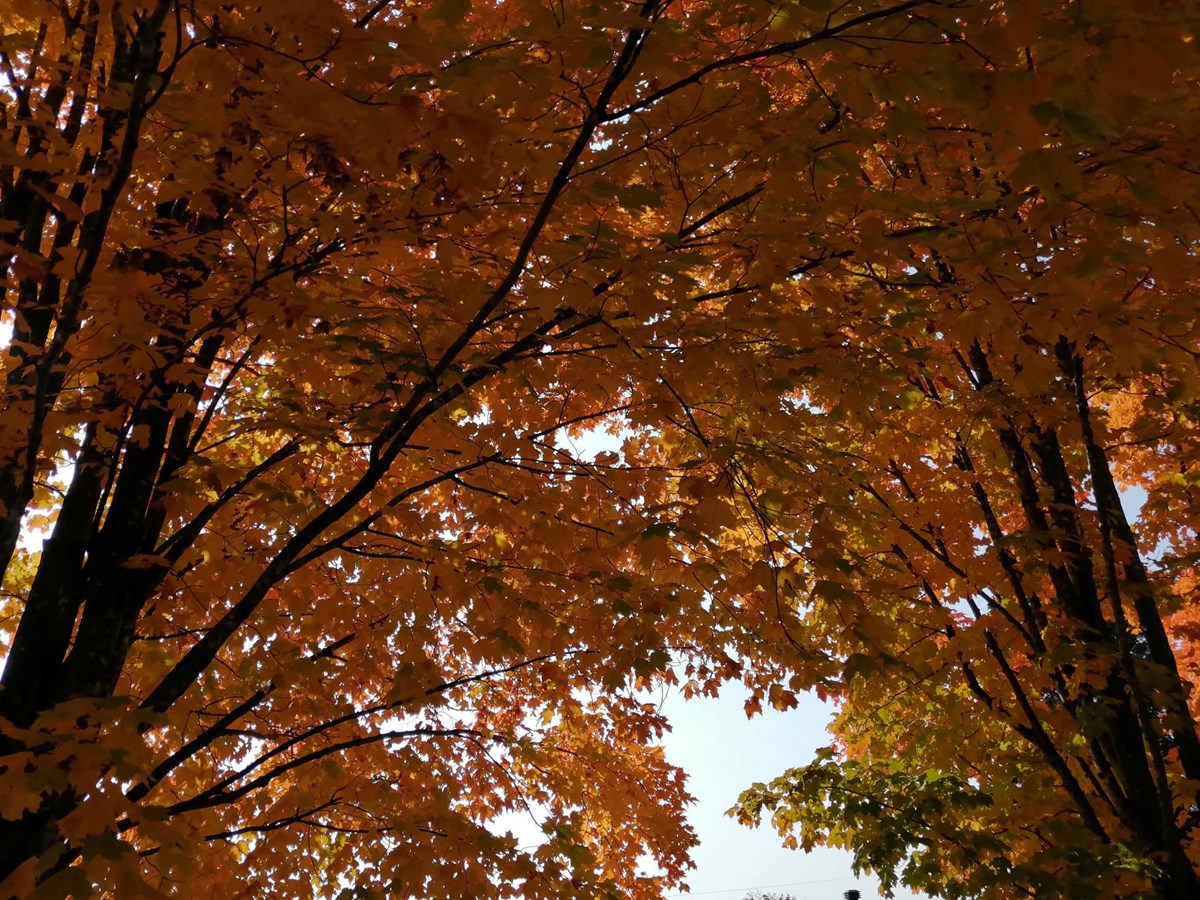 Photorama 1 : l'automne tout en couleur !