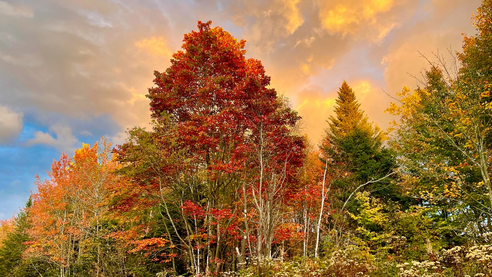 Photorama 1 : l'automne tout en couleur !
