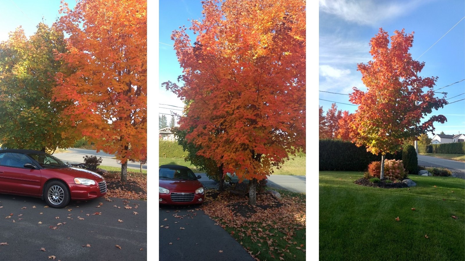 Photorama 2 : l'automne tout en couleur !
