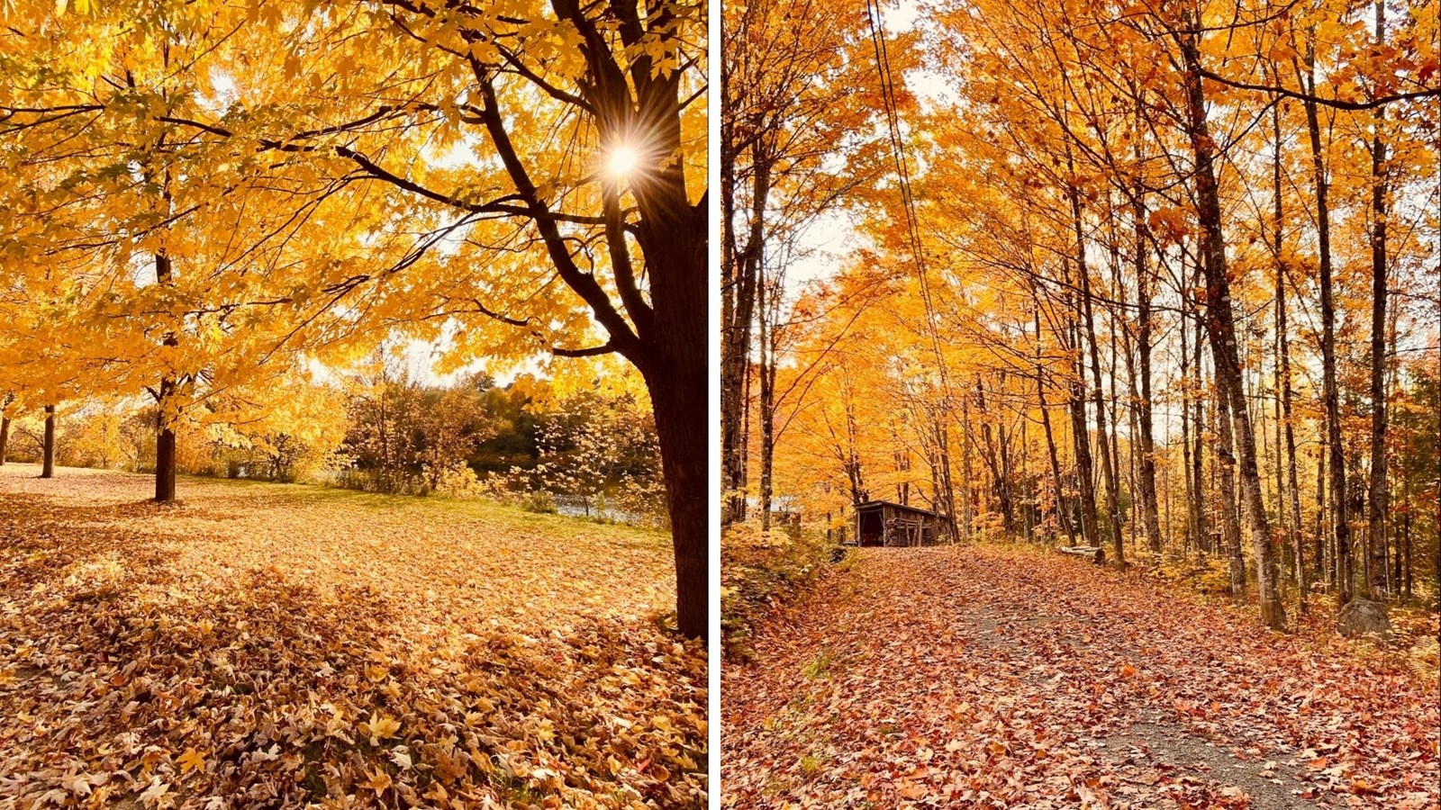 Photorama 2 : l'automne tout en couleur !