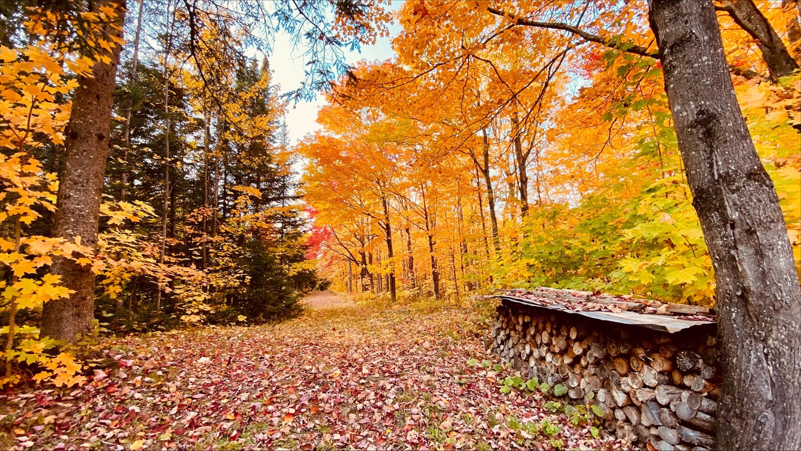 Photorama 2 : l'automne tout en couleur !
