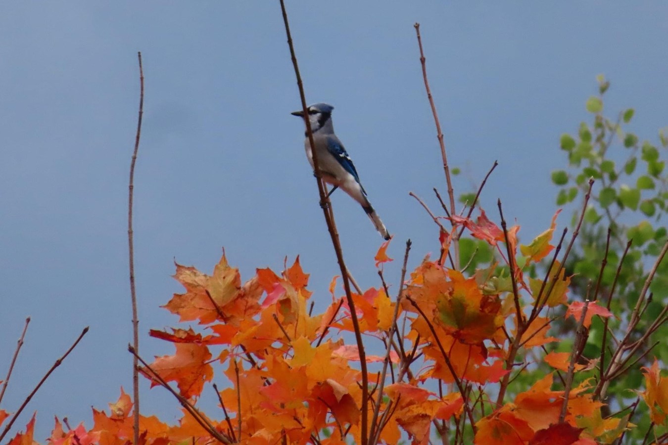 Photorama 3 : l'automne tout en couleur !
