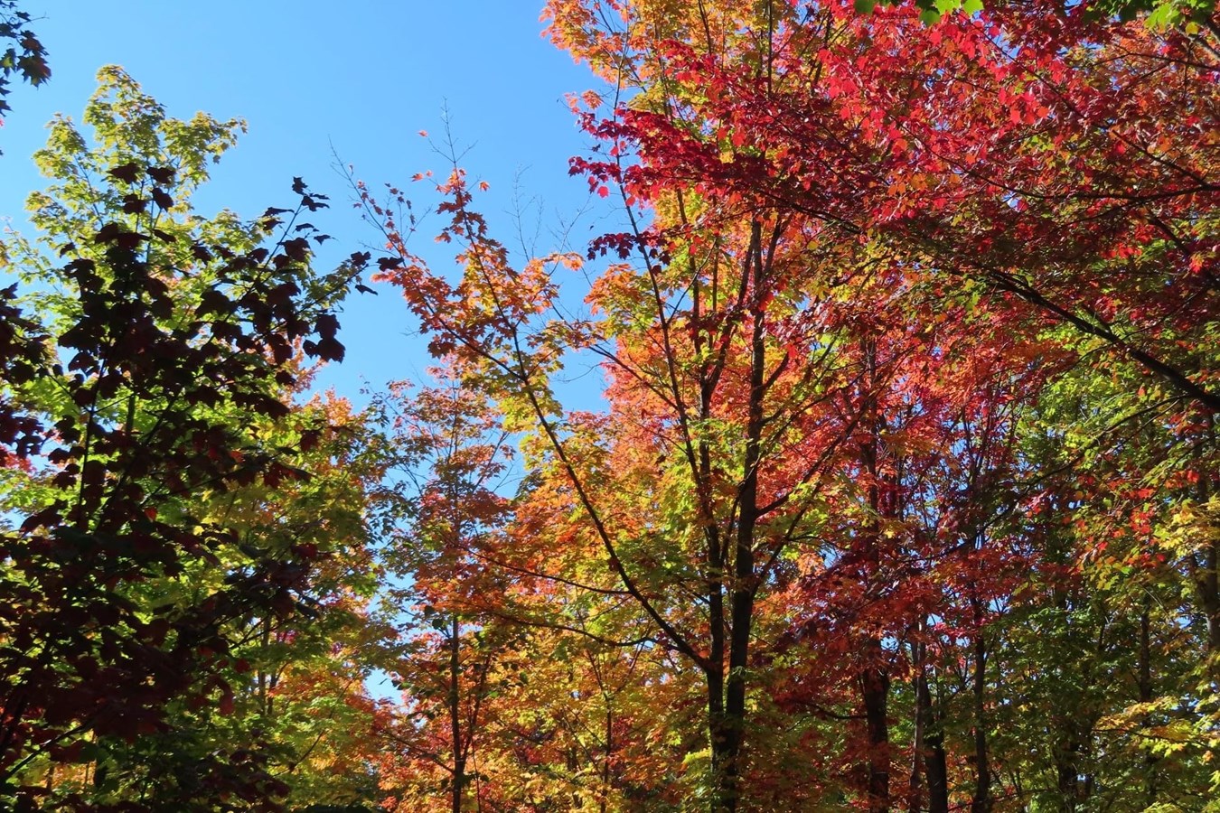 Photorama 3 : l'automne tout en couleur !