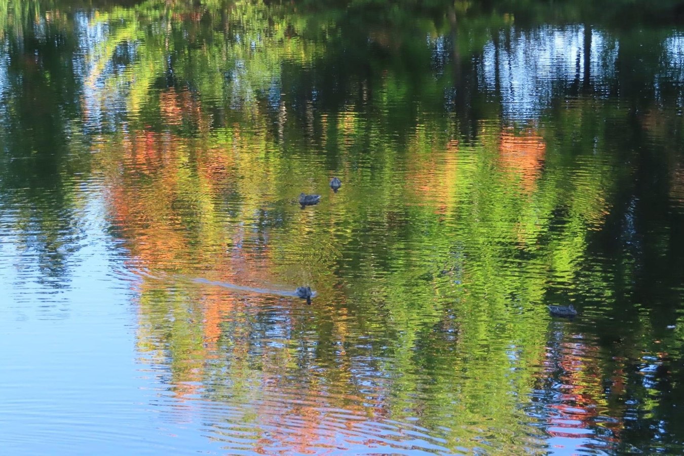 Photorama 3 : l'automne tout en couleur !