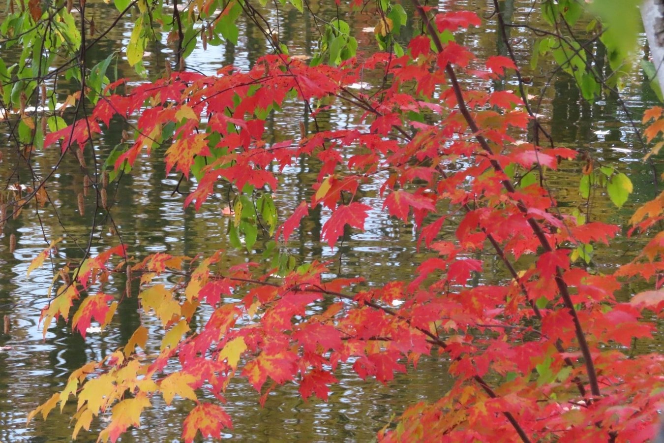 Photorama 3 : l'automne tout en couleur !