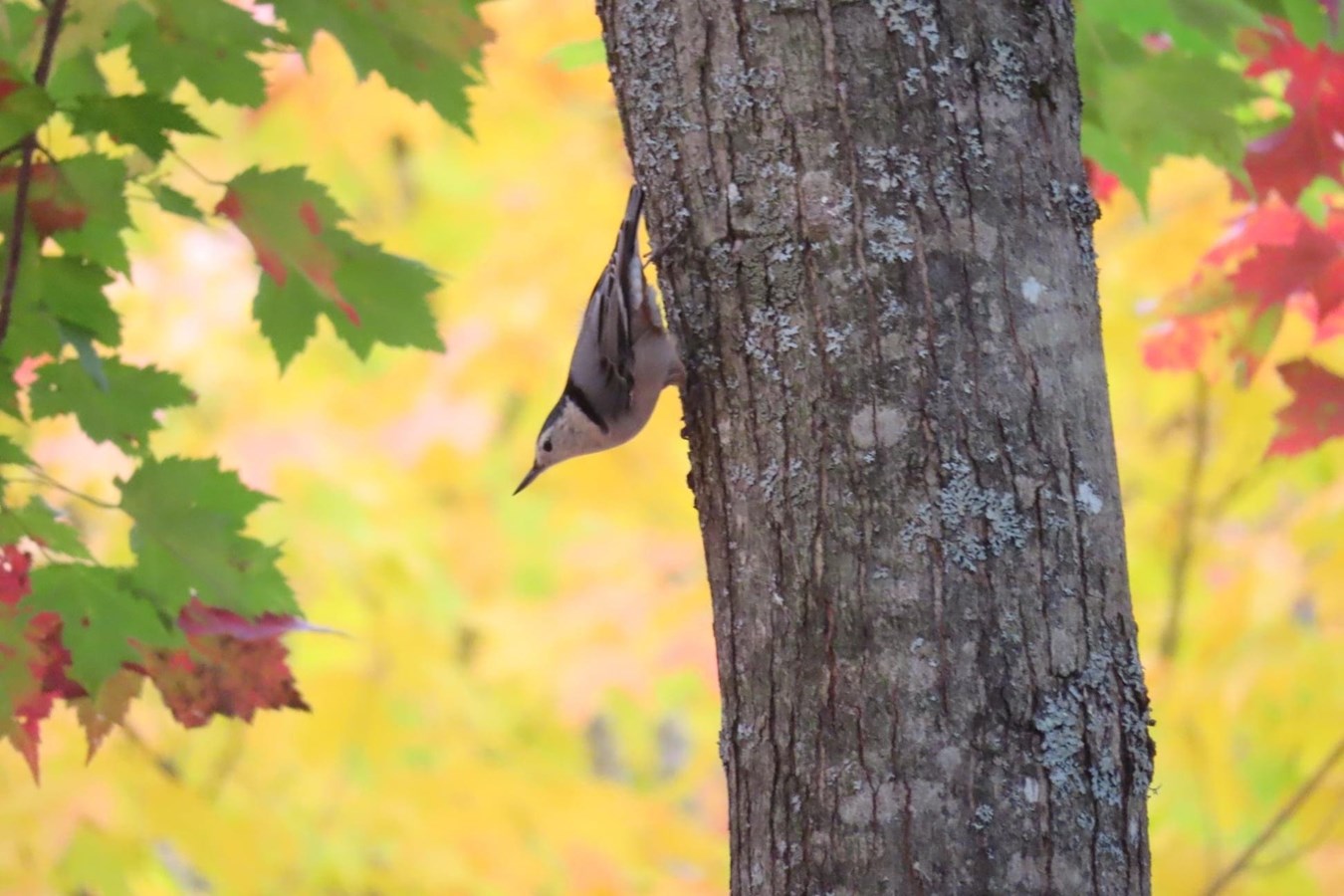 Photorama 3 : l'automne tout en couleur !