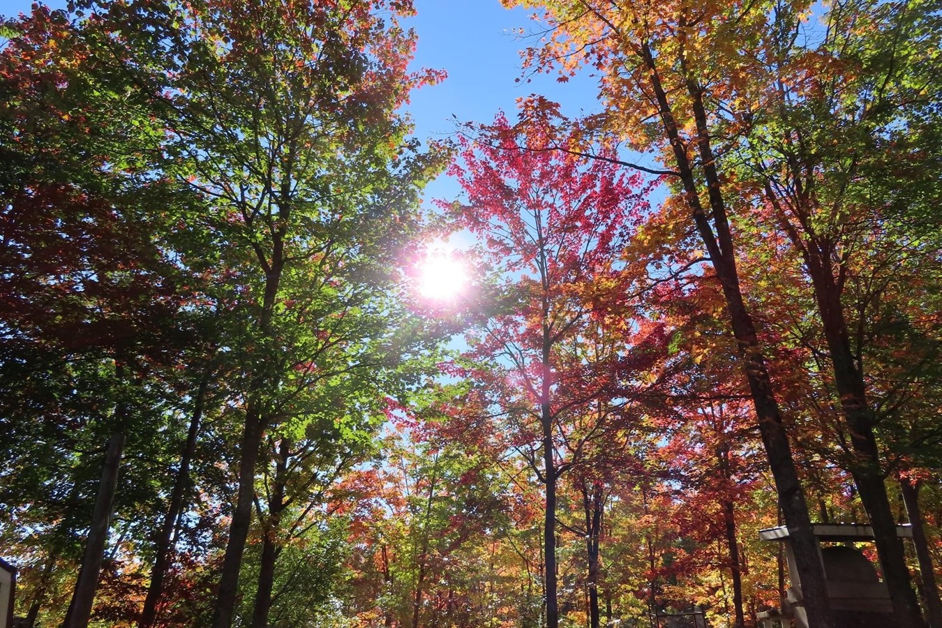 Photorama 3 : l'automne tout en couleur !