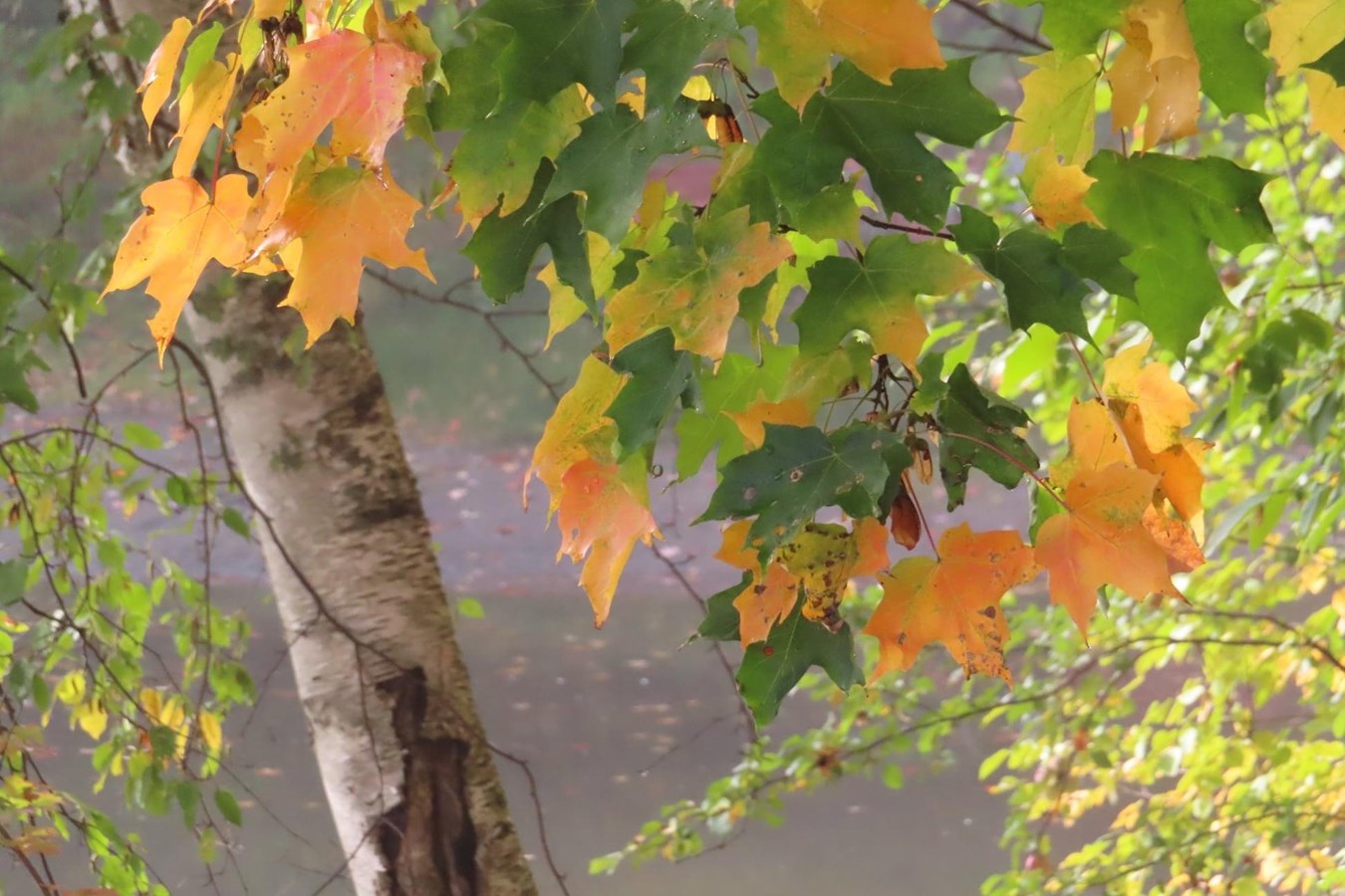 Photorama 3 : l'automne tout en couleur !