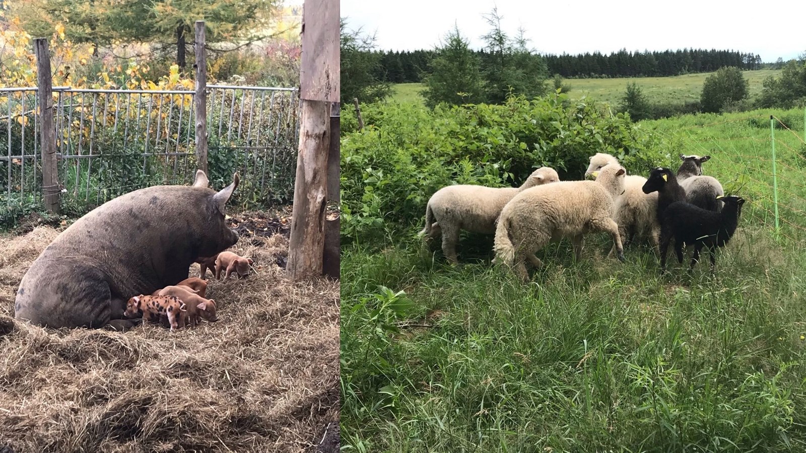 Une ferme de Saint-Prosper en péril
