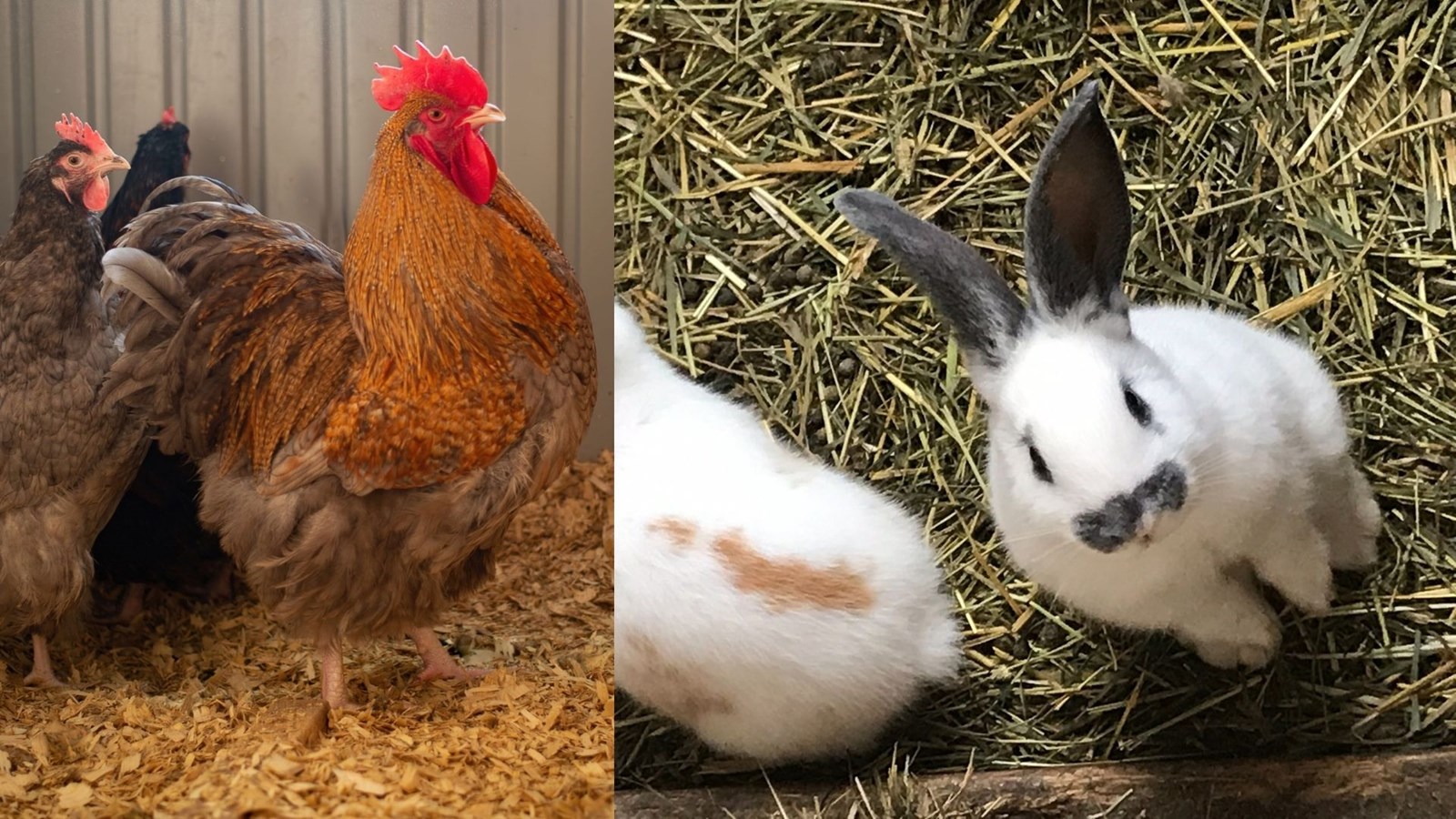 Une ferme de Saint-Prosper en péril