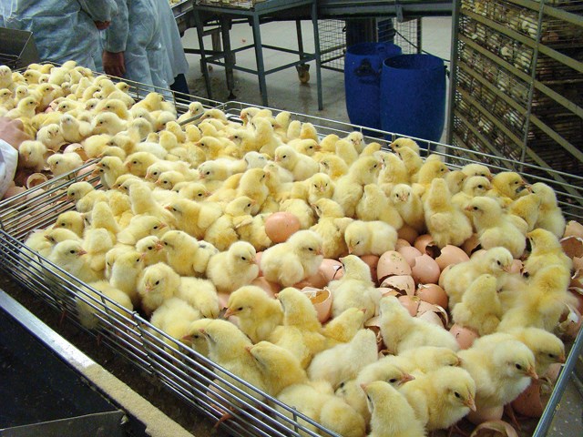 Avantis Coopérative fait l'acquisition du Groupe Réal Côté