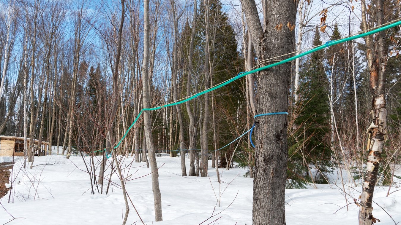 L’acériculture en pleine ébullition au Québec