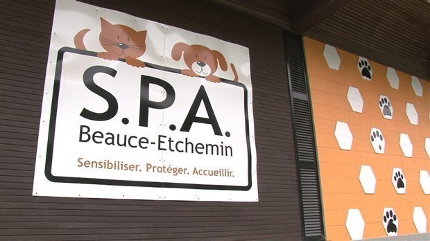Près de 50 chiens et chats saisis dans un élevage de Chaudière-Appalaches