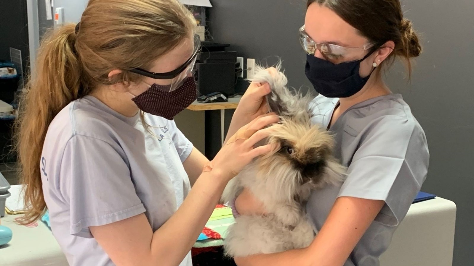 Programme santé animale