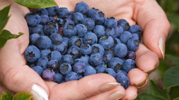 L'entreprise transforme principalement le bleuet sauvage