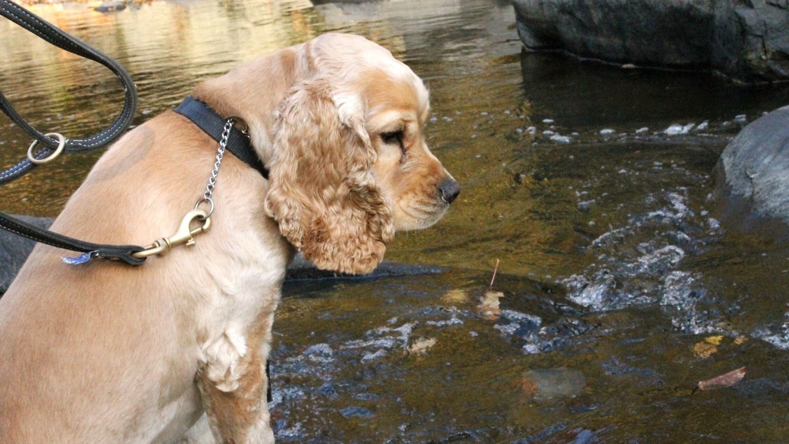 Caramel surveille les poissons