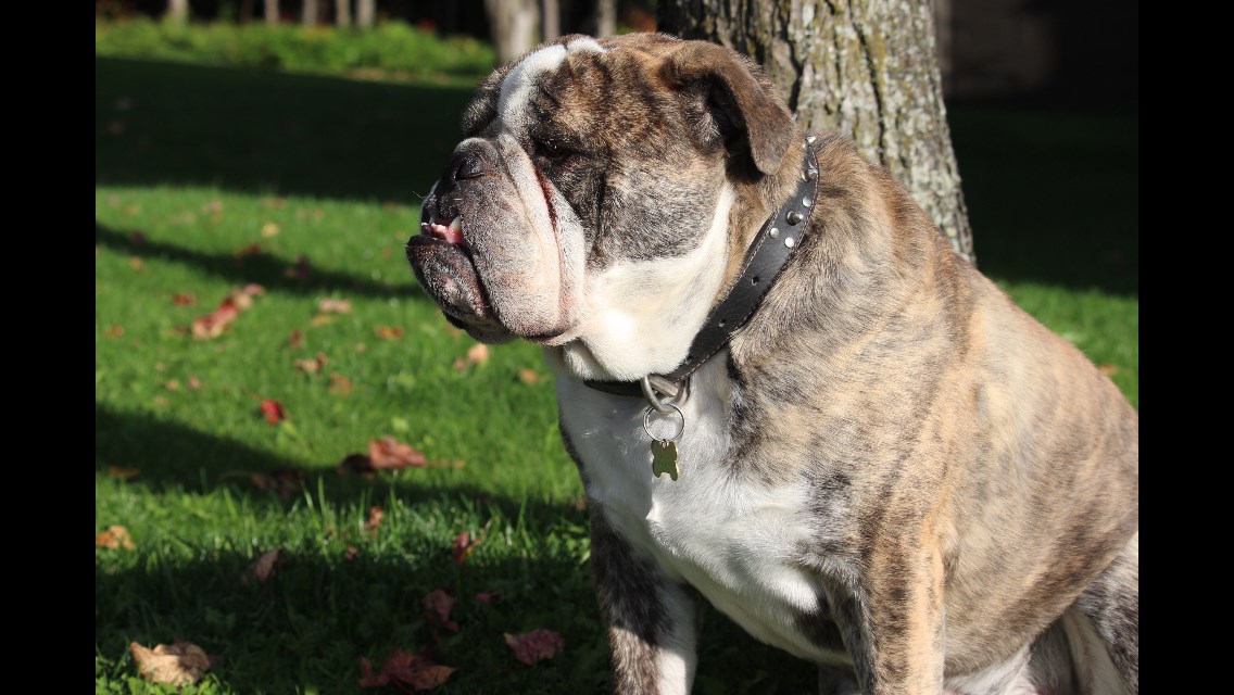 Brutus