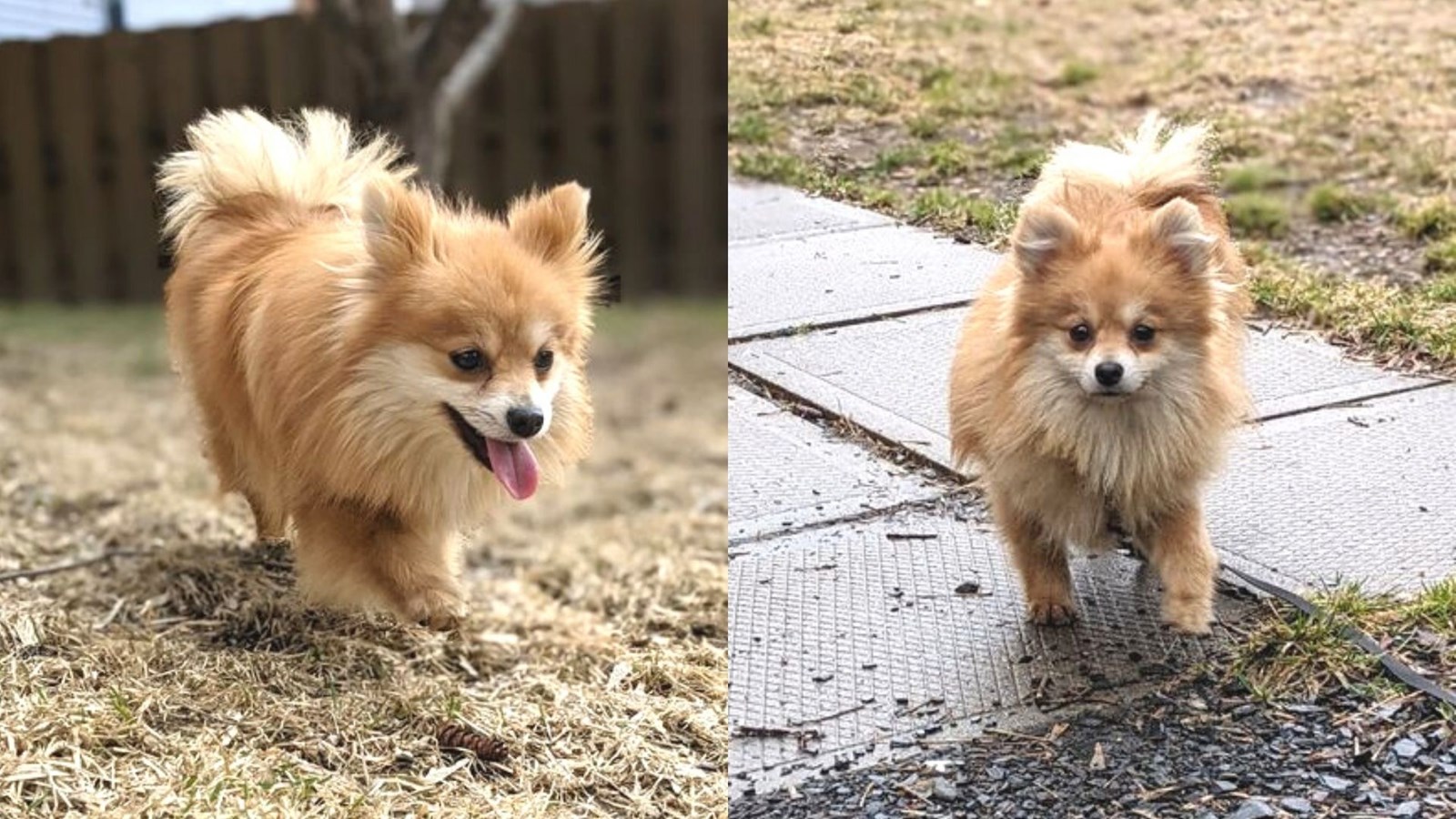 Billie, ce chien a disparu à Beauceville. Contactez Camille Lessard si vous avez des informations.