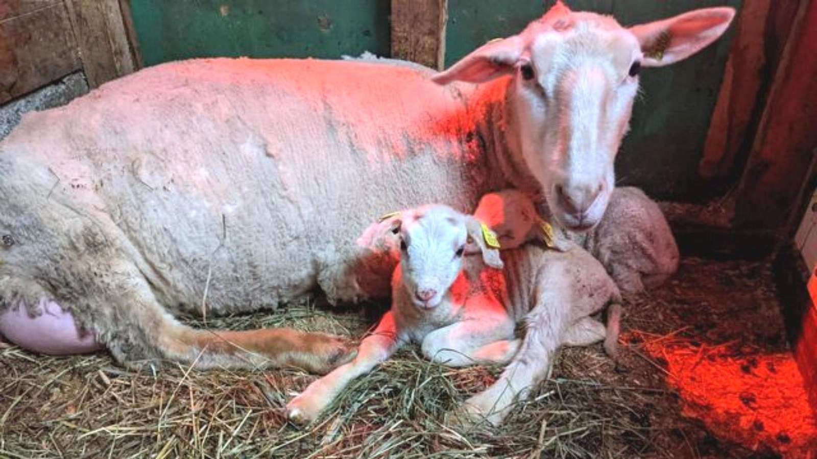 Une ferme ovine de Saint-Zacharie reconnue à l'échelle provinciale