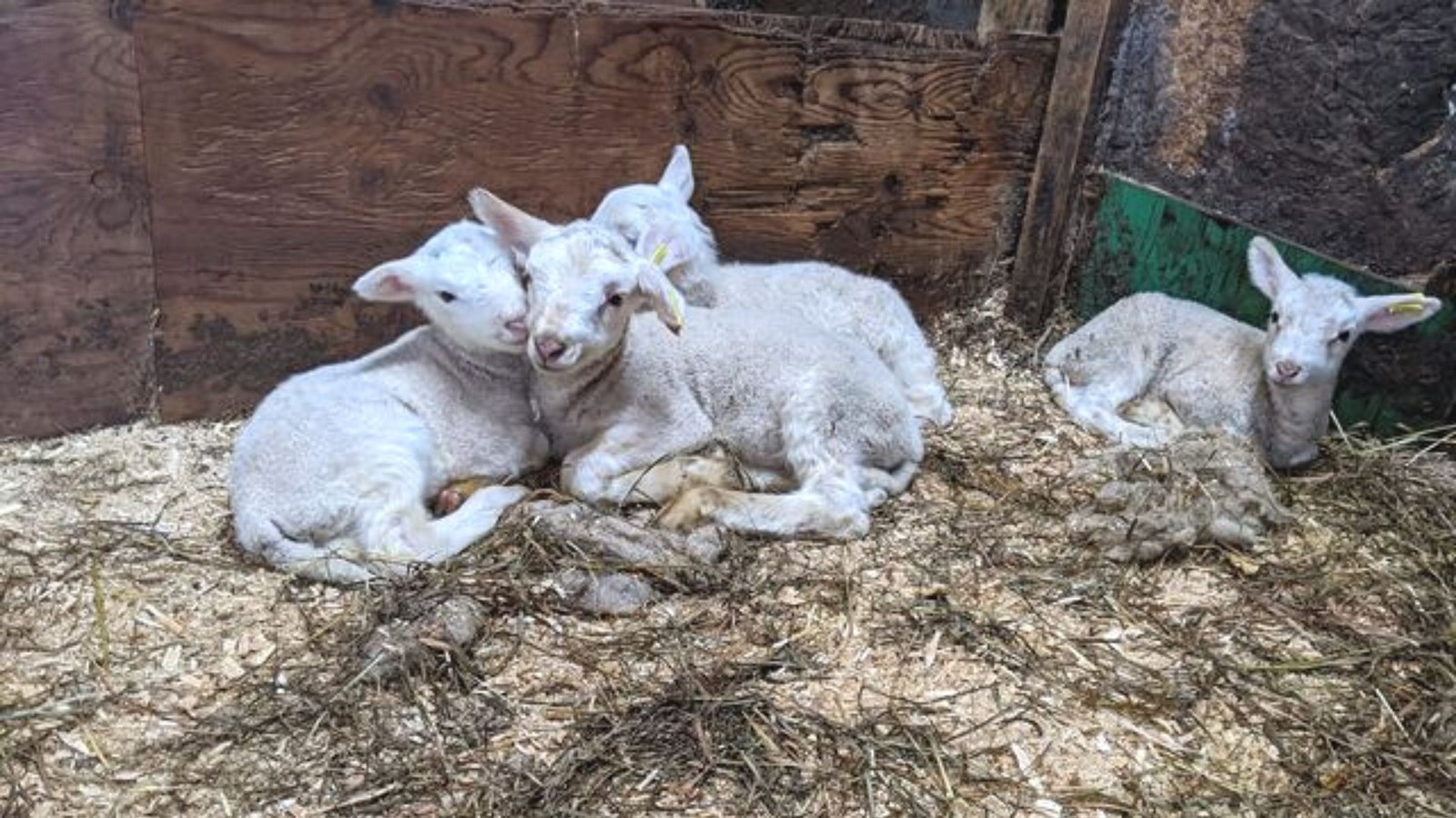 Une ferme ovine de Saint-Zacharie reconnue à l'échelle provinciale