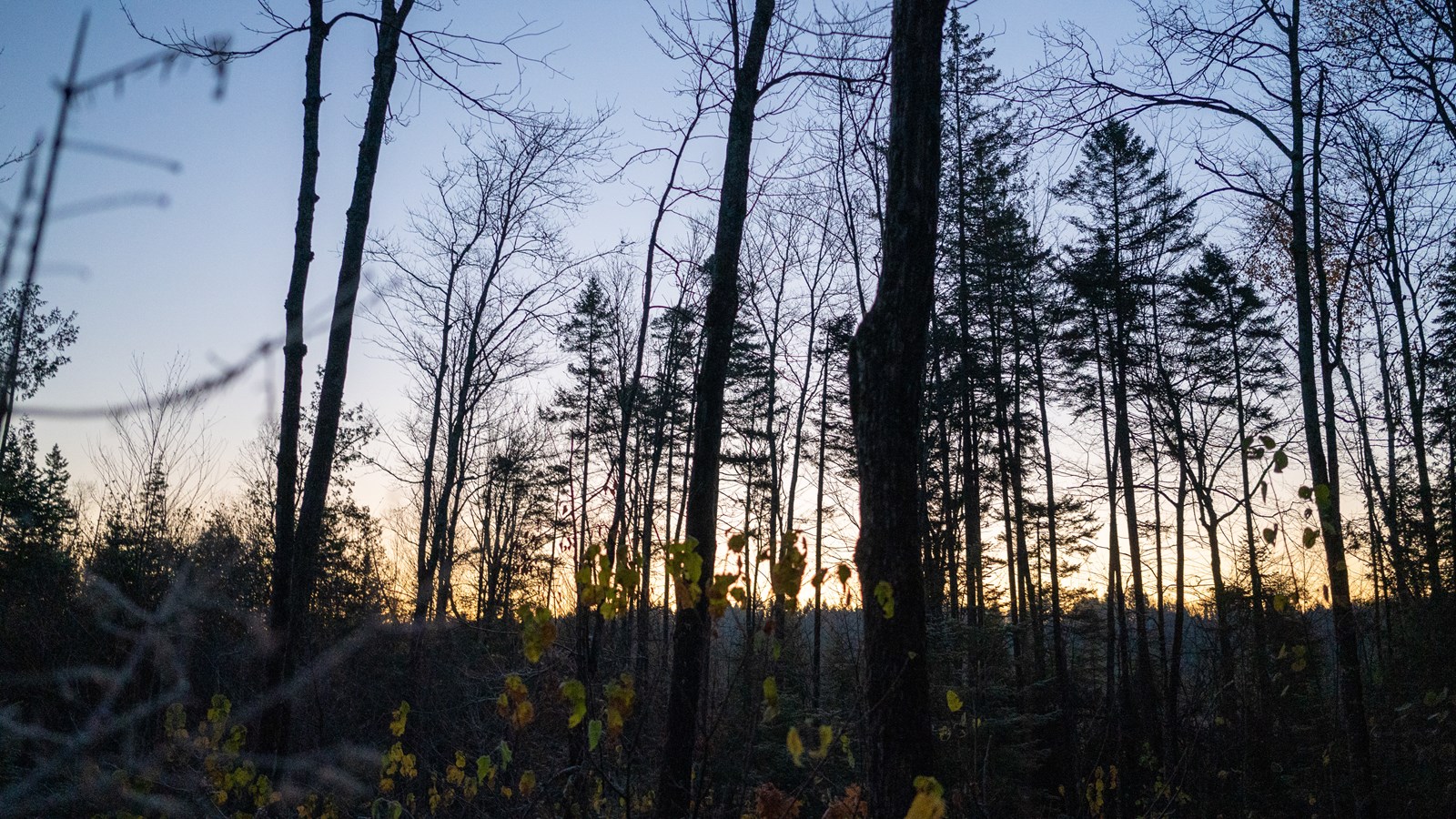 Lever de soleil sur une forêt de Beauceville