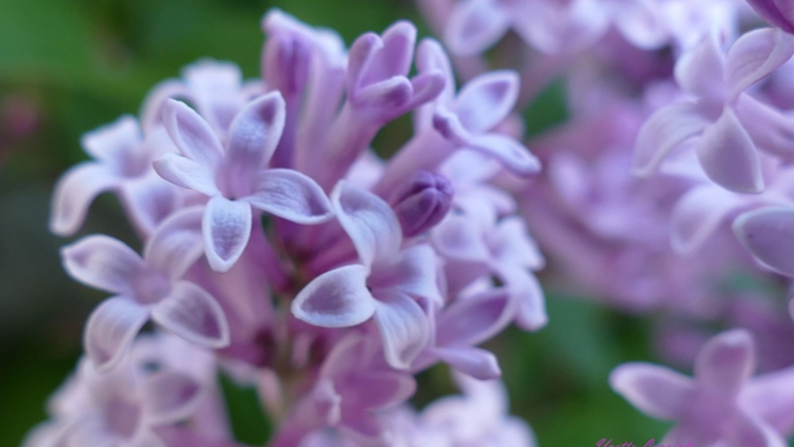 Galerie 1: les plus belles photos de tulipes et de lilas
