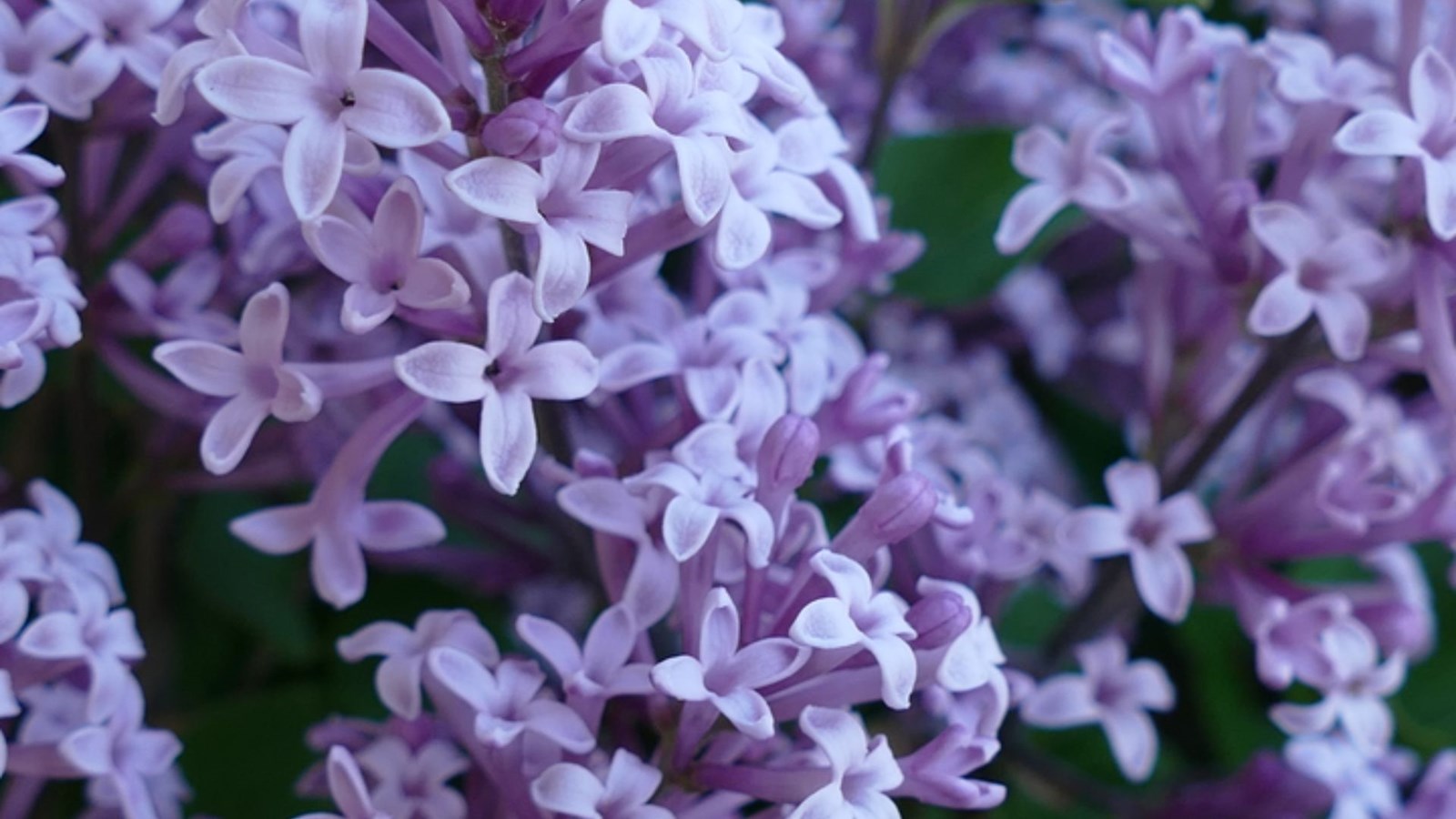 Galerie 1: les plus belles photos de tulipes et de lilas