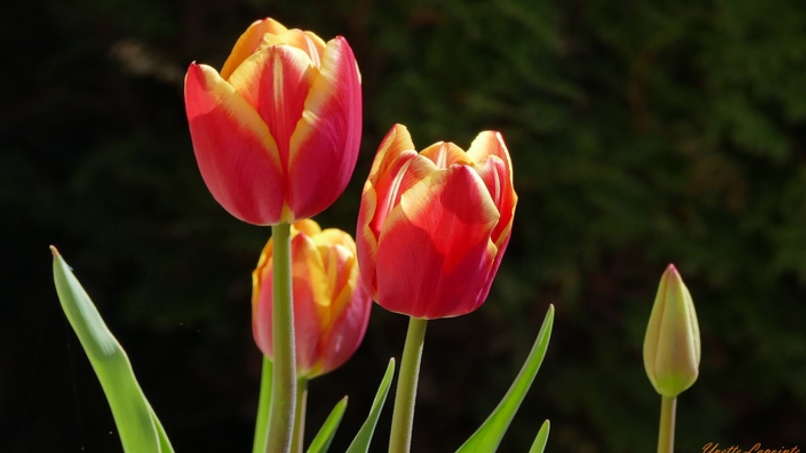 Galerie 1: les plus belles photos de tulipes et de lilas
