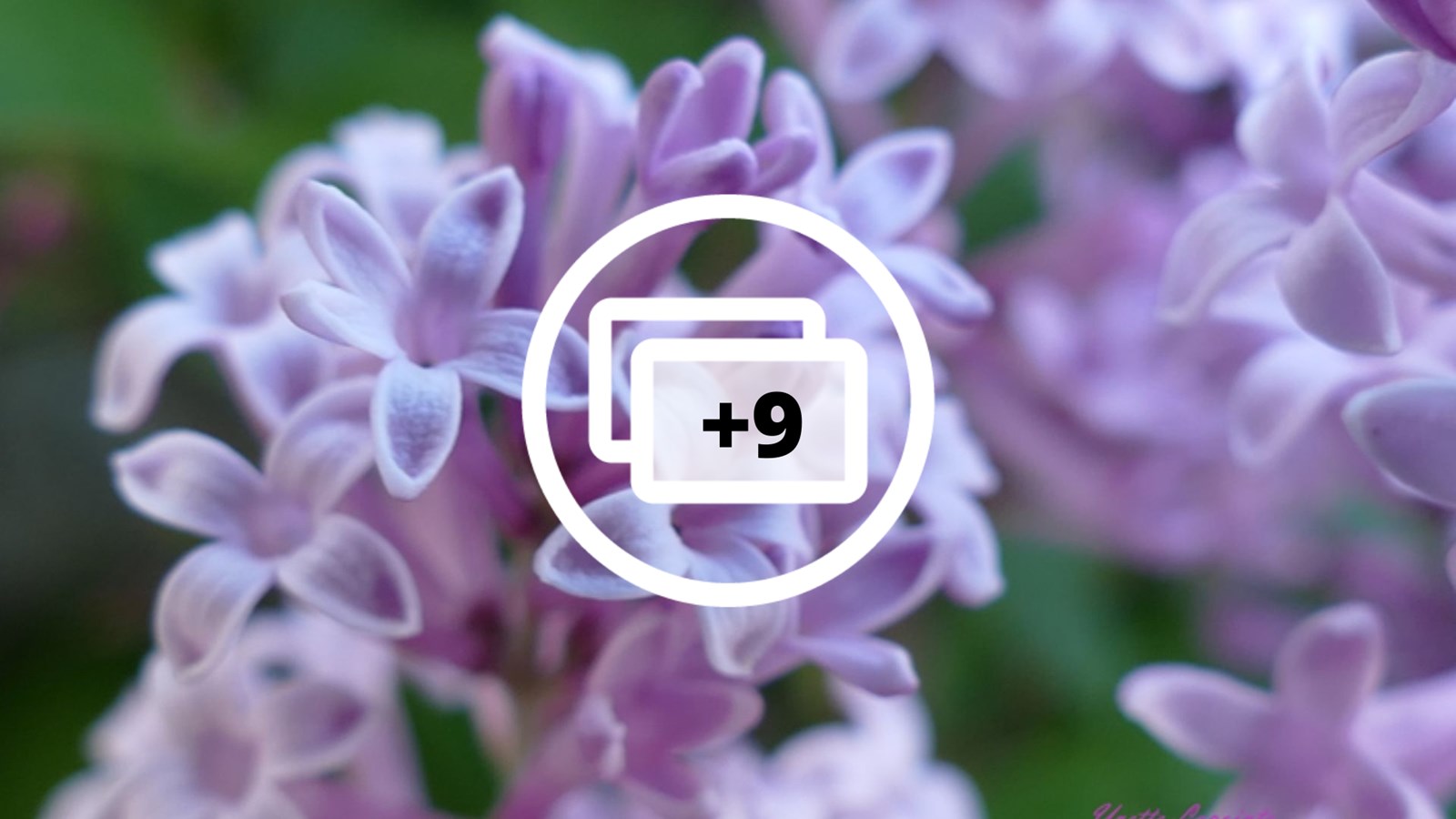 Galerie 1: les plus belles photos de tulipes et de lilas