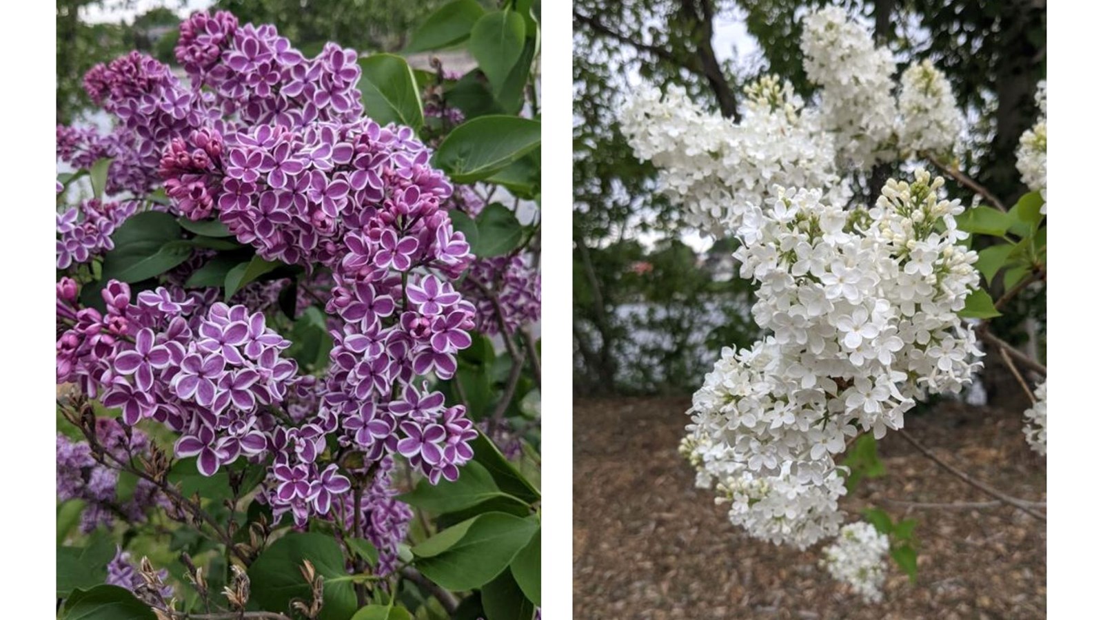 Galerie 2 : les plus belles photos de tulipes et de lilas