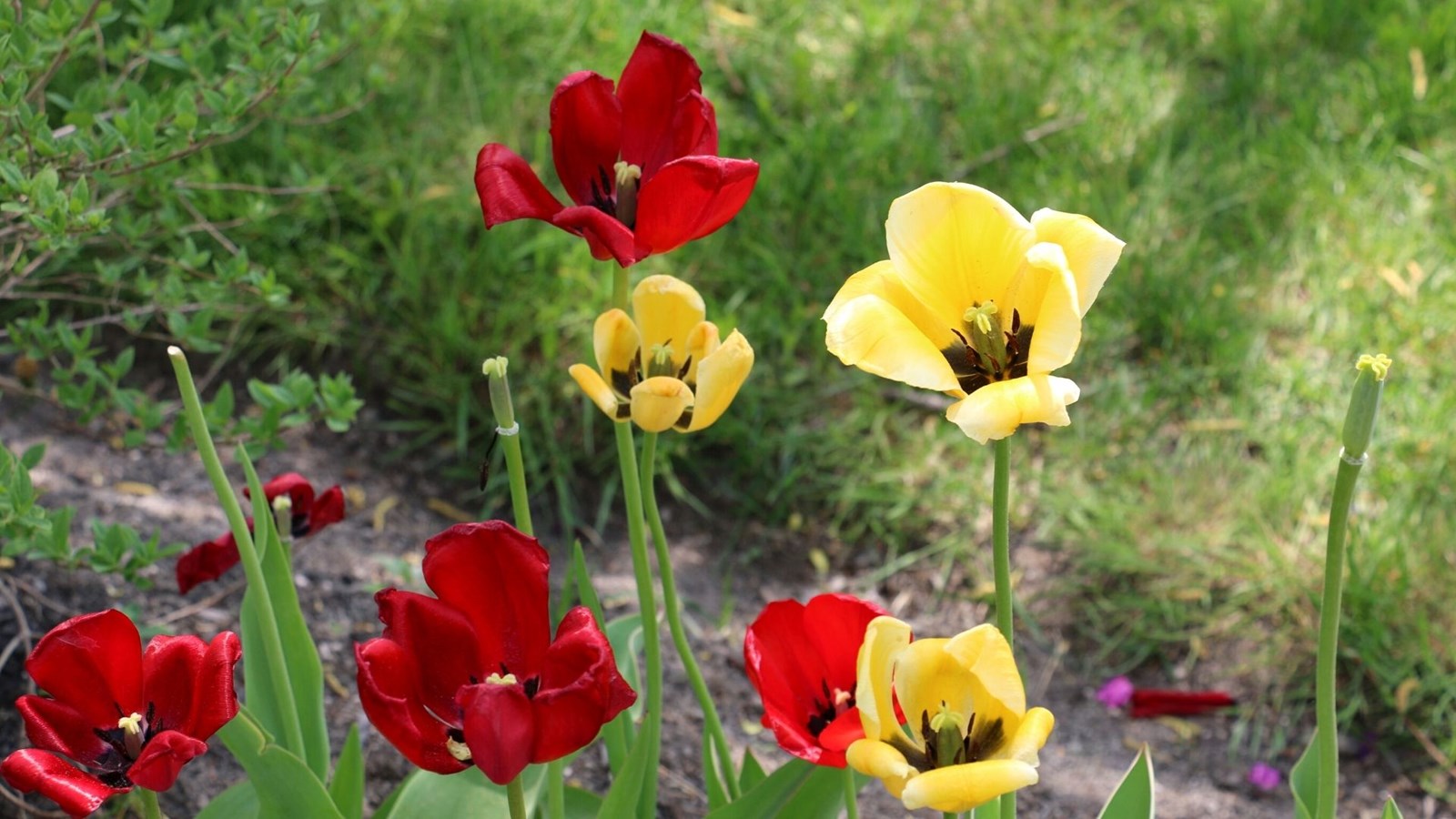 Galerie 2 : les plus belles photos de tulipes et de lilas