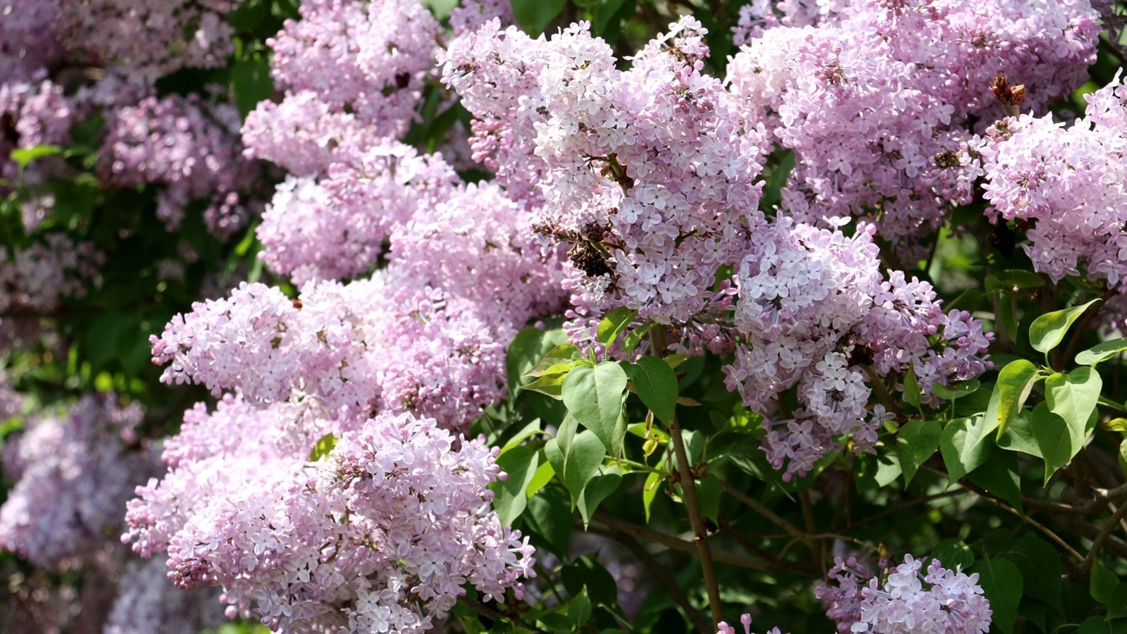 Galerie 2 : les plus belles photos de tulipes et de lilas