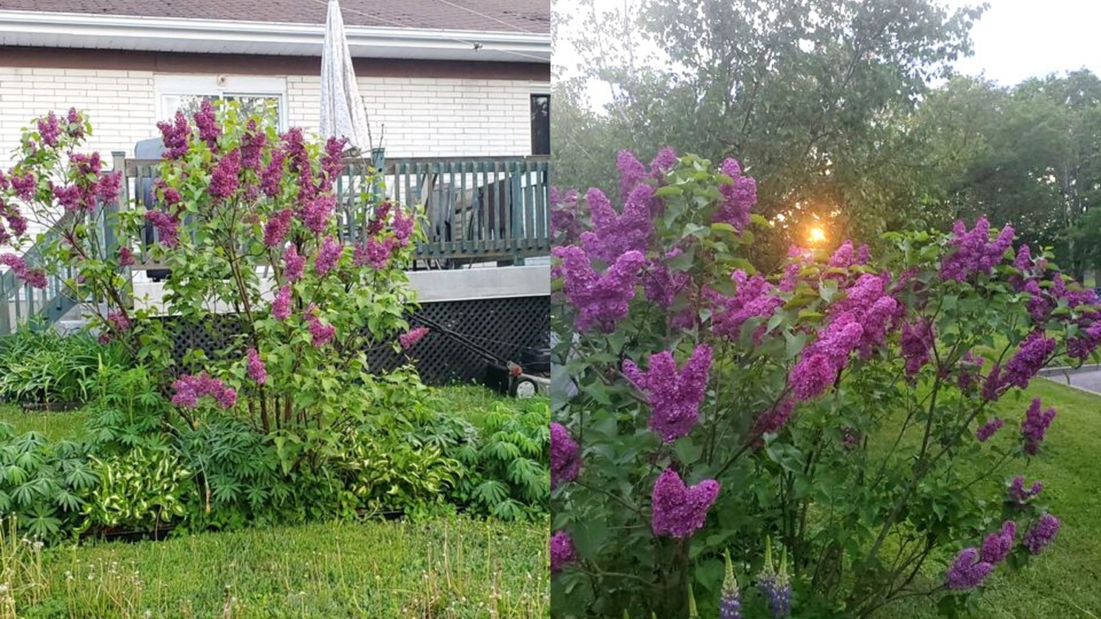 Galerie 3 : les plus belles photos de tulipes et de lilas