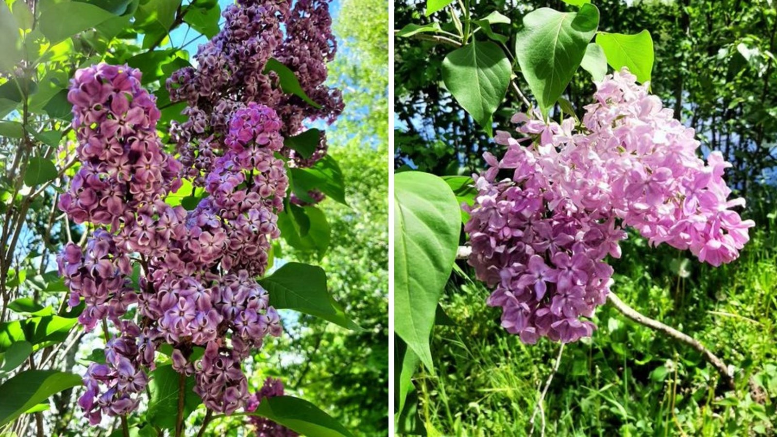 Galerie 3 : les plus belles photos de tulipes et de lilas